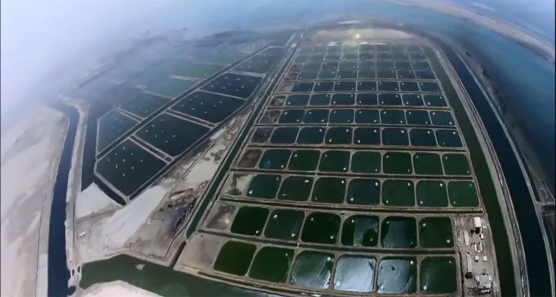 Khu nuôi tôm công nghiệp